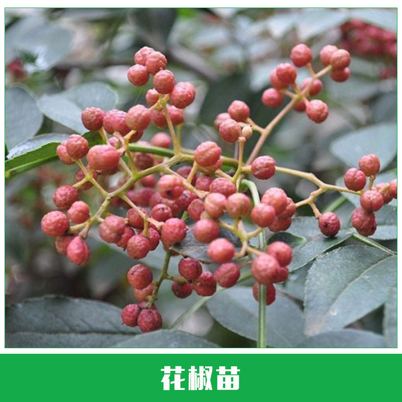 花椒苗栽培 大紅袍花椒樹苗 麻辣花椒苗 花椒大苗當(dāng)年結(jié)果 歡迎來電訂購