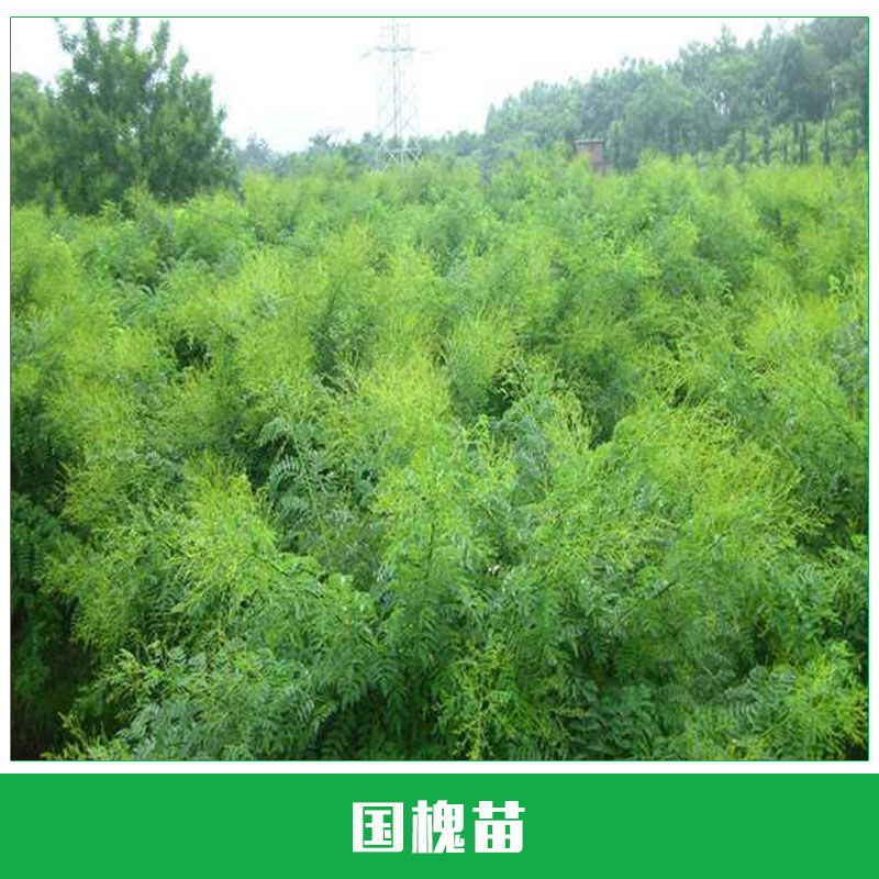 國(guó)槐苗銷售 槐綠化苗木 國(guó)槐樹苗 國(guó)槐小苗 行道環(huán)境苗 規(guī)格齊全 歡迎來(lái)電訂購(gòu)
