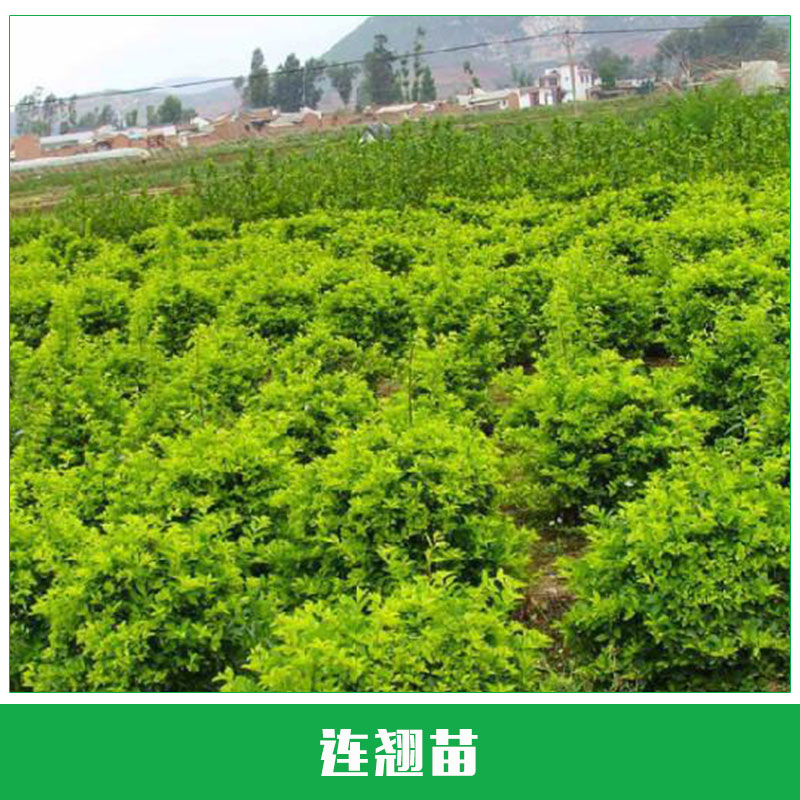 連翹苗銷售 連翹小苗直銷 灌叢多生 綠化苗木 種植苗 歡迎來(lái)電洽談