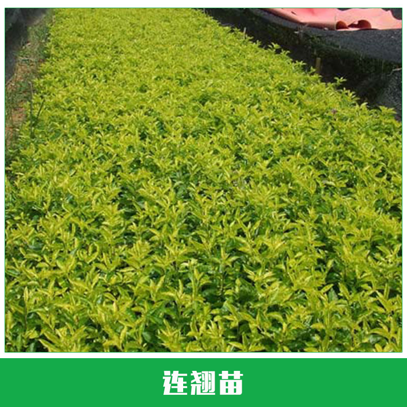 連翹苗銷售 連翹小苗直銷 灌叢多生 綠化苗木 種植苗 歡迎來(lái)電洽談