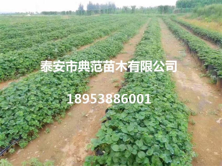 牛奶草莓苗