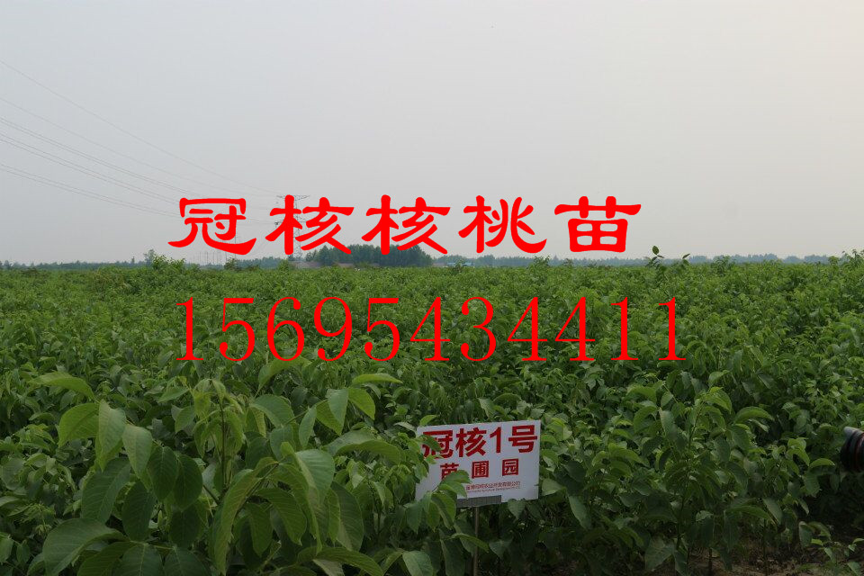 核桃樹(shù)核桃苗冠核一號(hào) 早實(shí)薄皮 抗病高產(chǎn) 當(dāng)年見(jiàn)果 畝產(chǎn)千斤