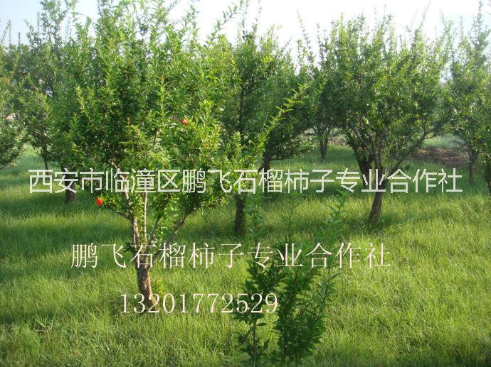 陜西西安臨潼軟籽石榴苗銷售基地