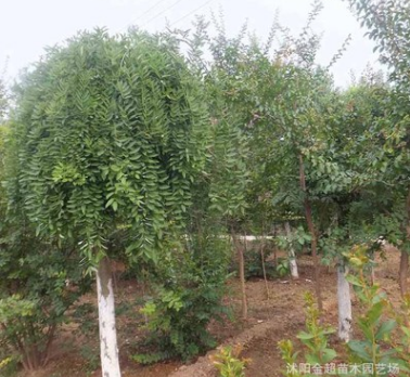 龍爪槐樹苗批發(fā) 綠化工程苗 盤槐樹苗 規(guī)格全 園林庭院觀賞造型樹