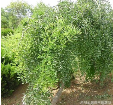 龍爪槐樹苗批發(fā) 綠化工程苗 盤槐樹苗 規(guī)格全 園林庭院觀賞造型樹