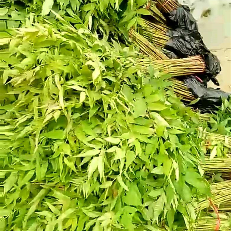 山東香椿苗供應(yīng)   山東優(yōu)質(zhì)香椿苗基地  山東香椿苗