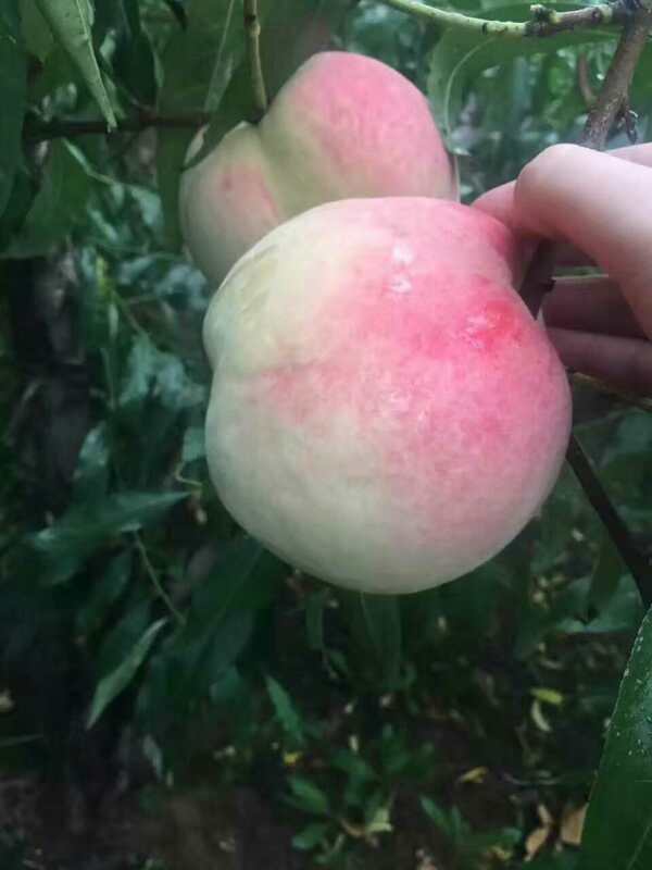 冬蜜脆桃苗 河北冬蜜脆桃苗  邯鄲冬蜜脆桃苗 新品 冬蜜脆桃苗