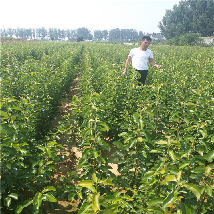 兩年梨樹苗什么價 兩年梨樹苗批發(fā)基地 黃金梨 早酥紅梨 滿天紅 梨樹品種介紹
