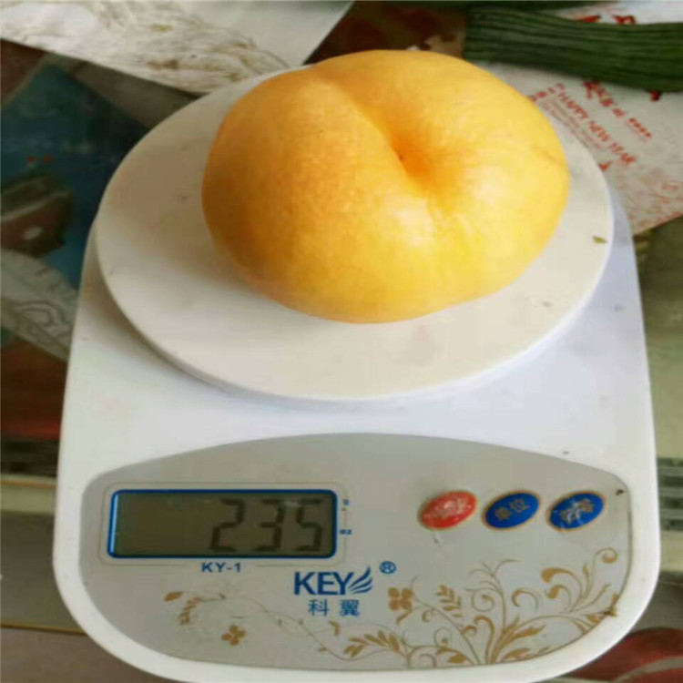供應(yīng)中油21號(hào)油桃苗廠家 山東中油21號(hào)油桃苗批發(fā)基地