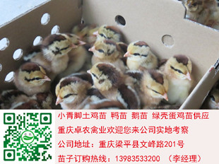 重慶香雞苗批發(fā)價格　求購*本地土雞苗養(yǎng)殖行情 香雞苗　土雞苗