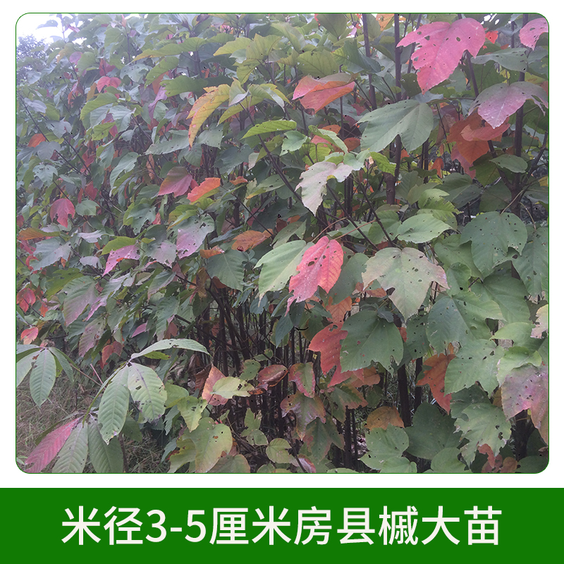 米徑3-5厘米房縣槭大苗 彩葉樹種房縣槭苗苗木苗圃 其他綠化苗木 歡迎來電訂購