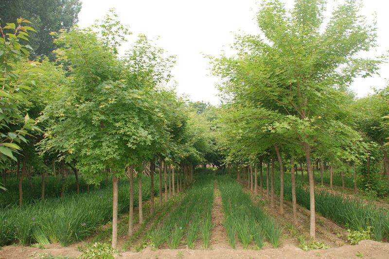 批發(fā)供應(yīng)五角楓苗木 五角楓苗木出售 五角楓苗木供應(yīng)商