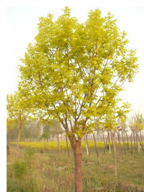 保定苗圃供應(yīng)綠化苗木 金葉白蠟 批發(fā)供應(yīng)金葉白蠟綠化苗木 金葉白蠟苗木出售