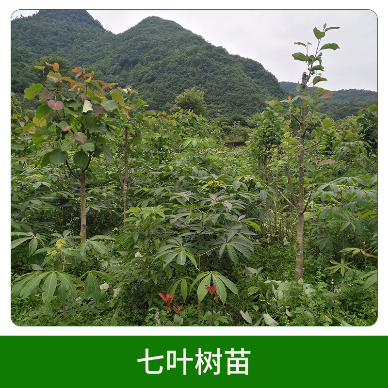 七葉樹(shù)苗直銷(xiāo) 行道綠化苗 工程苗綠化苗 七葉樹(shù)苗 歡迎來(lái)電咨詢(xún)