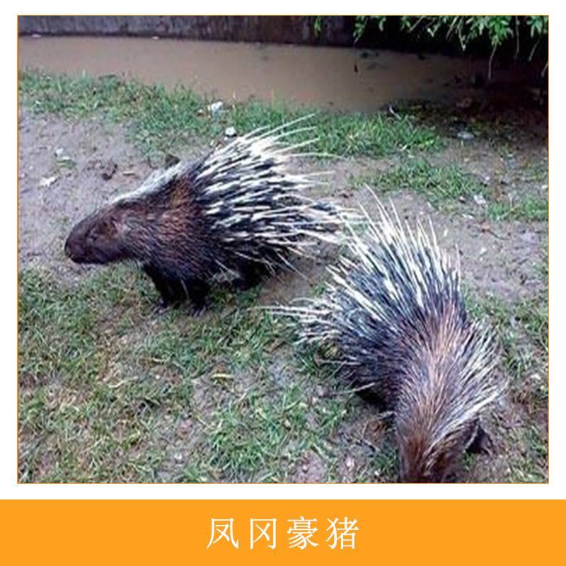 特種獸畜養(yǎng)殖場鳳岡*人工生態(tài)養(yǎng)殖食用型*刺豬箭豬