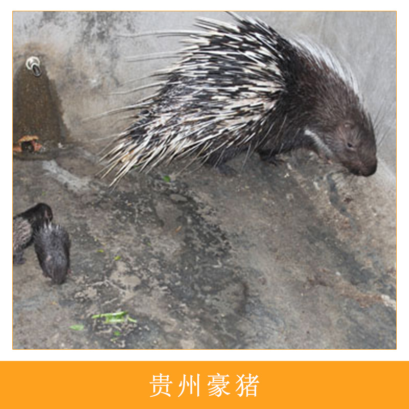 貴州*養(yǎng)殖場(chǎng)人工生態(tài)養(yǎng)殖特種獸畜刺豬/*高營(yíng)肉食用*