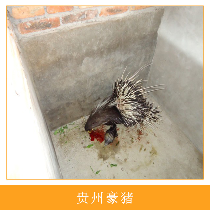 貴州*養(yǎng)殖場(chǎng)人工生態(tài)養(yǎng)殖特種獸畜刺豬/*高營(yíng)肉食用*