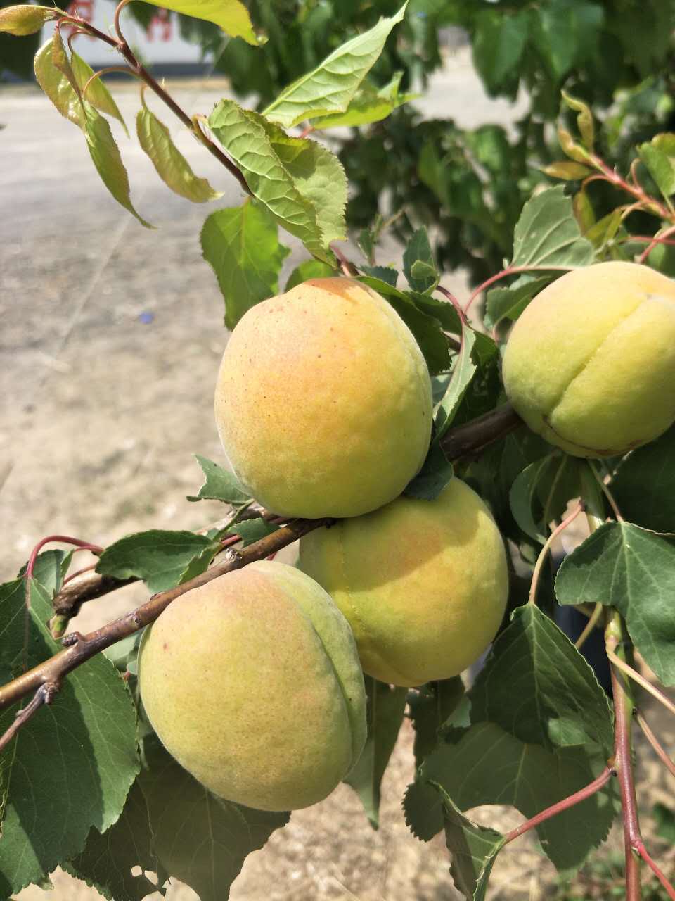 唐山新鮮水果供應(yīng)  現(xiàn)貨水果批發(fā)供應(yīng)
