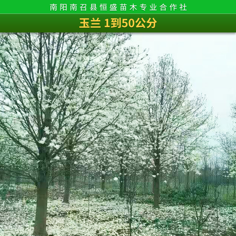 玉蘭批發(fā)玉蘭樹苗 紫玉蘭 白玉蘭 黃玉蘭 玉蘭花苗 規(guī)格齊全綠化樹苗