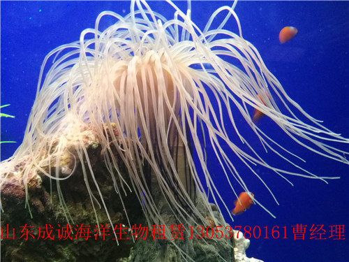 供應(yīng)海洋生物展覽租賃 海洋魚缸展覽出租*惠