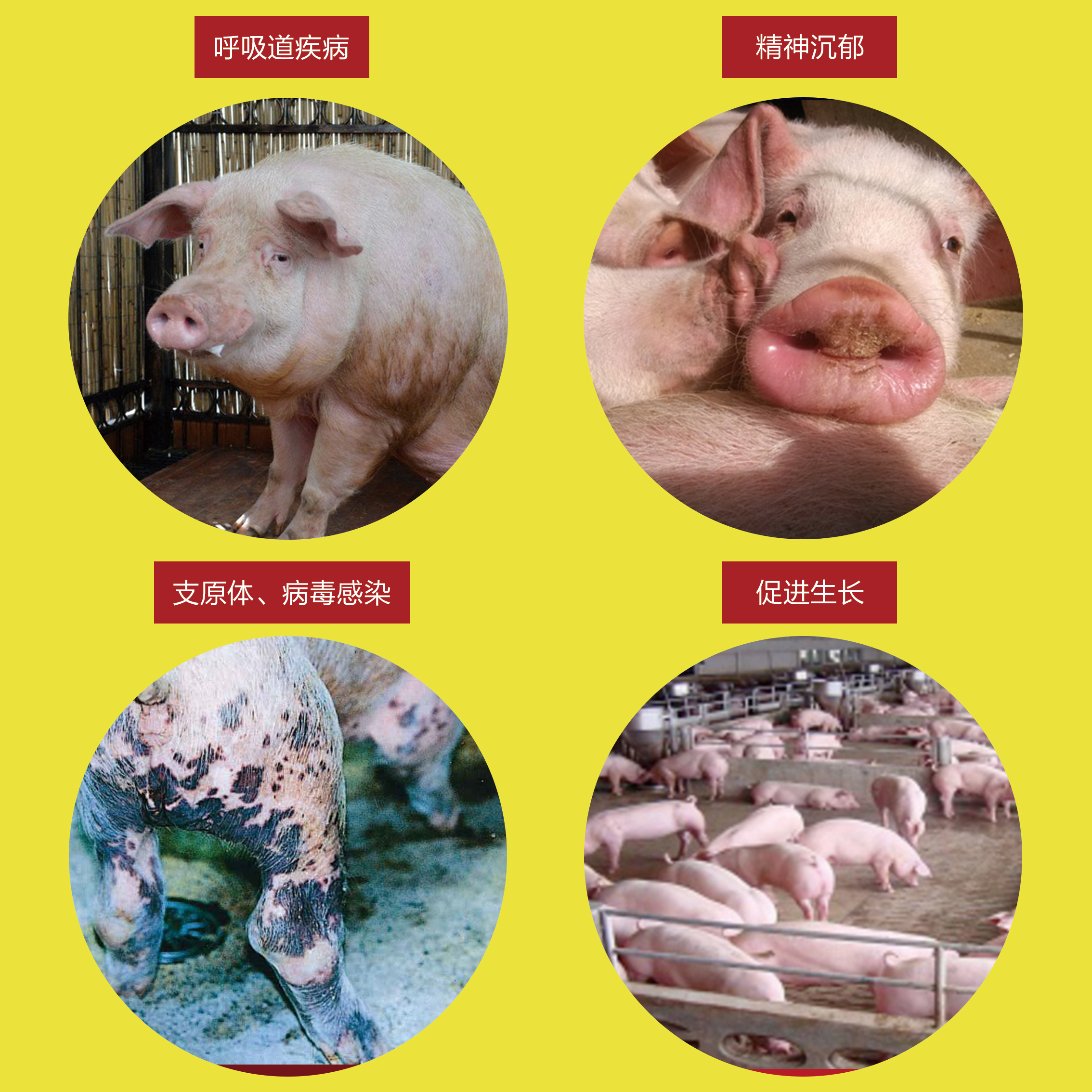 高免血清-八聯(lián)抗