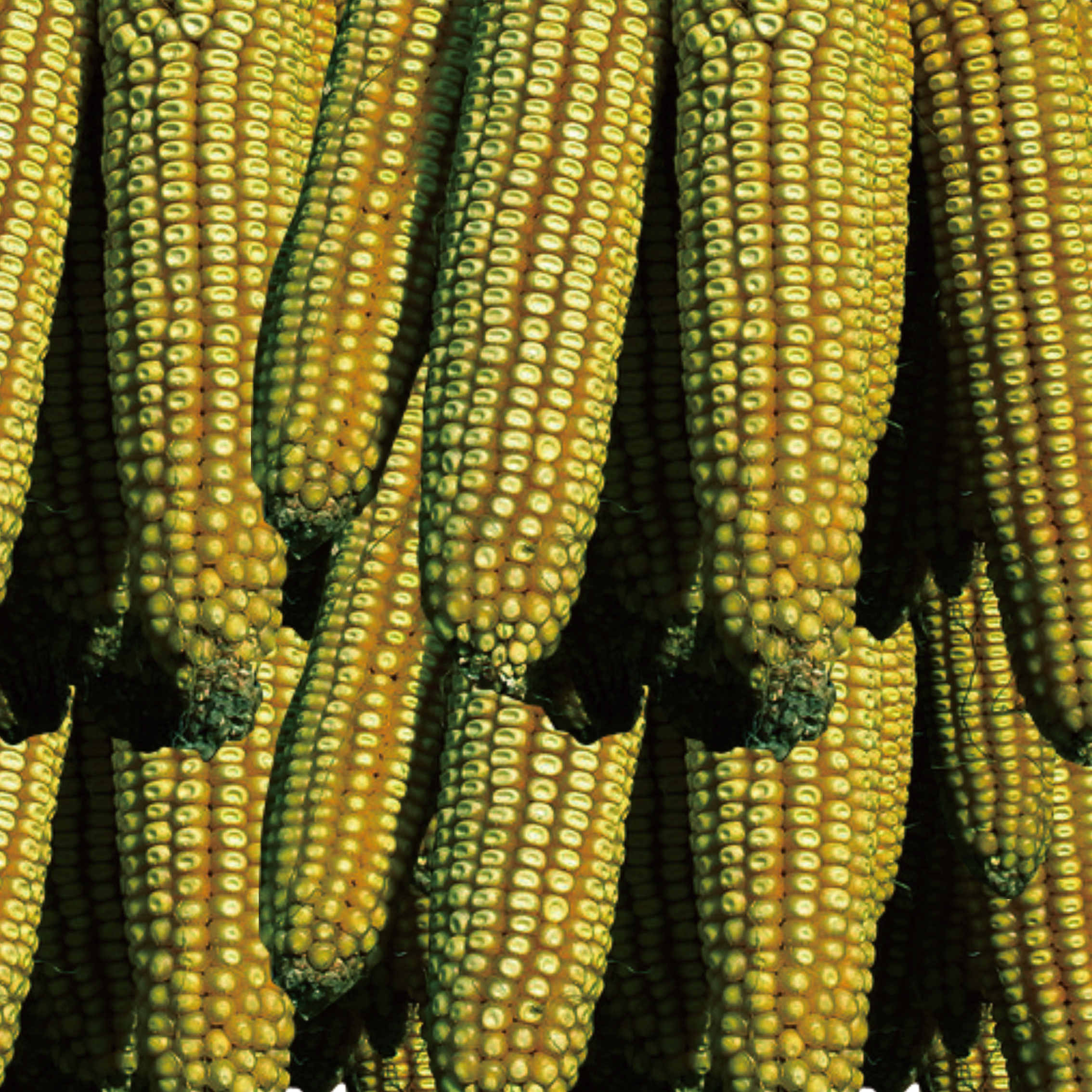 中荷諾心-脫霉劑