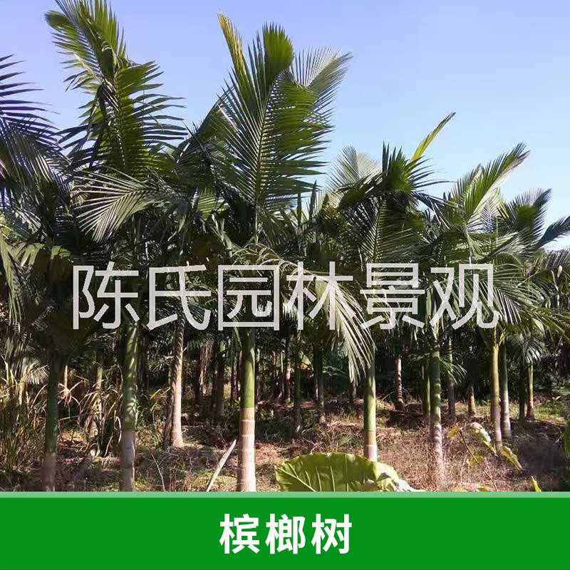 哪里有廣東檳榔樹(shù) 急售檳榔樹(shù) 檳榔樹(shù)樹(shù)苗 檳榔樹(shù)種植基地 檳榔樹(shù)