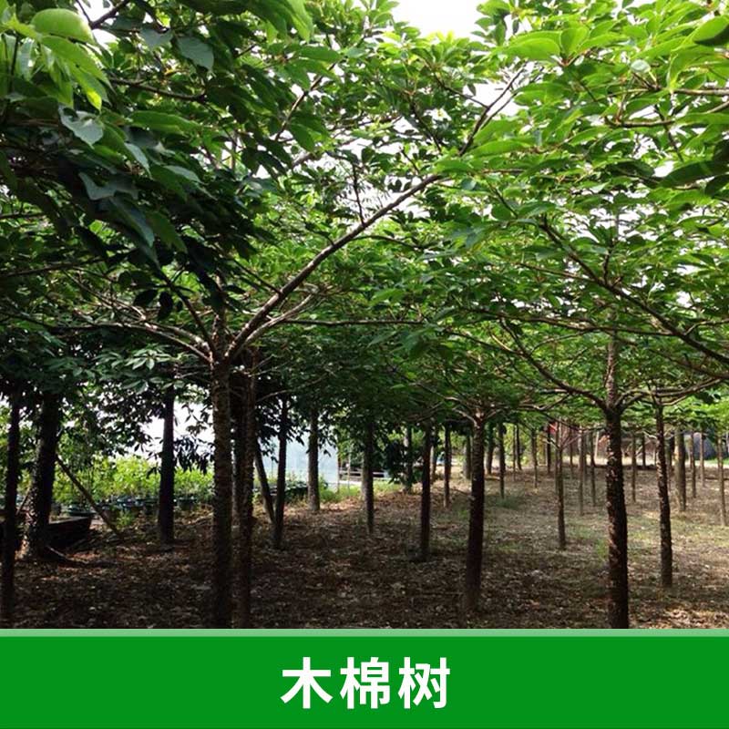 廣東 木棉樹 急售木棉樹樹苗 木棉樹樹苗批發(fā) 木棉樹苗圃 木棉樹