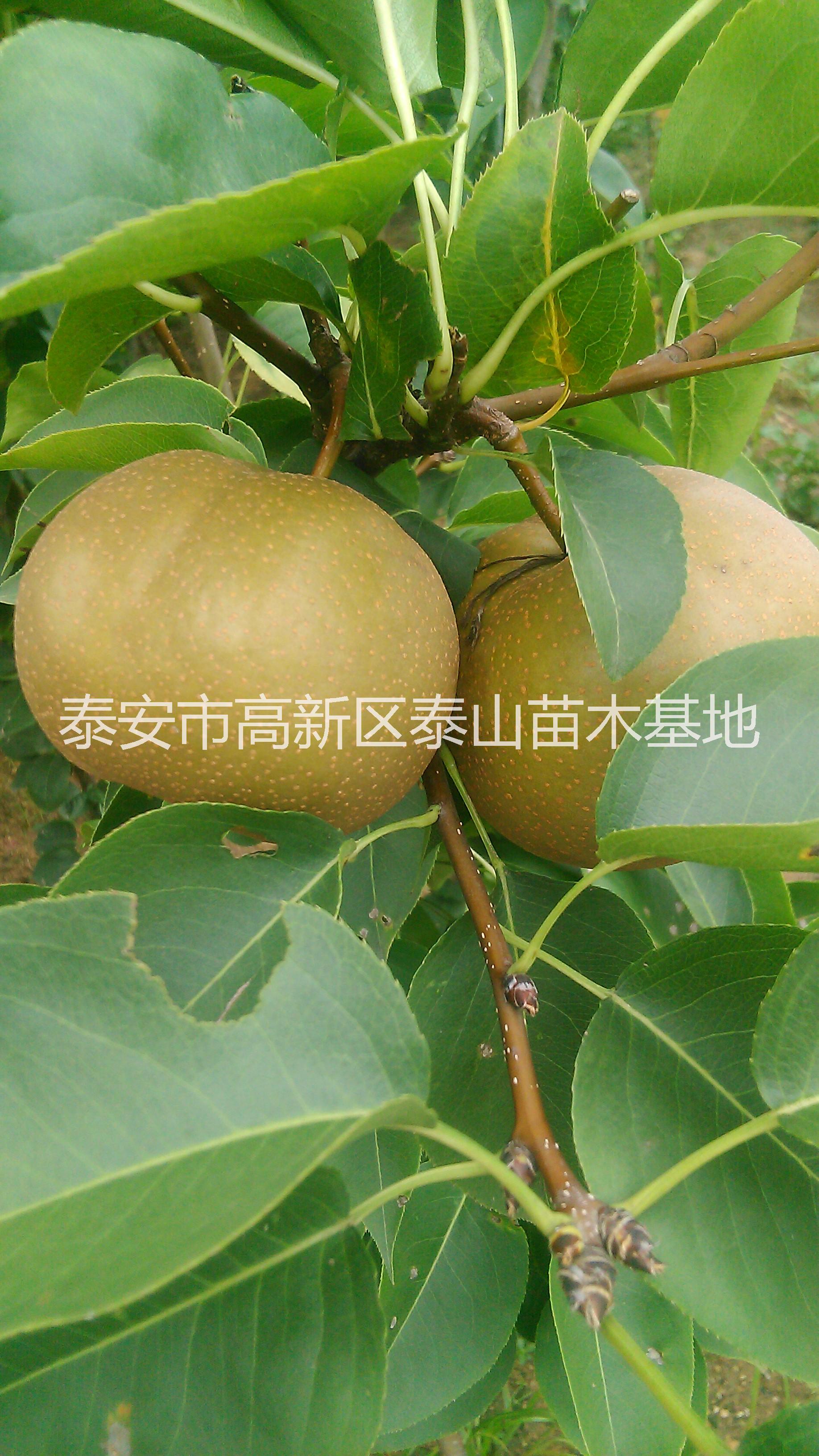 供應(yīng)梨樹，梨樹苗，梨苗，杜梨苗基地直發(fā)，保濕郵寄