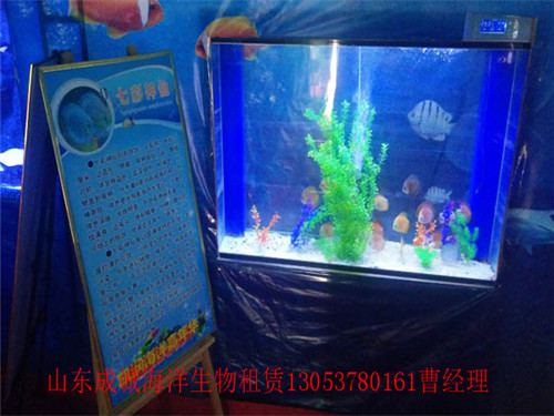 海洋生物展覽租賃|專業(yè)魚缸展出租海洋主題造景布置