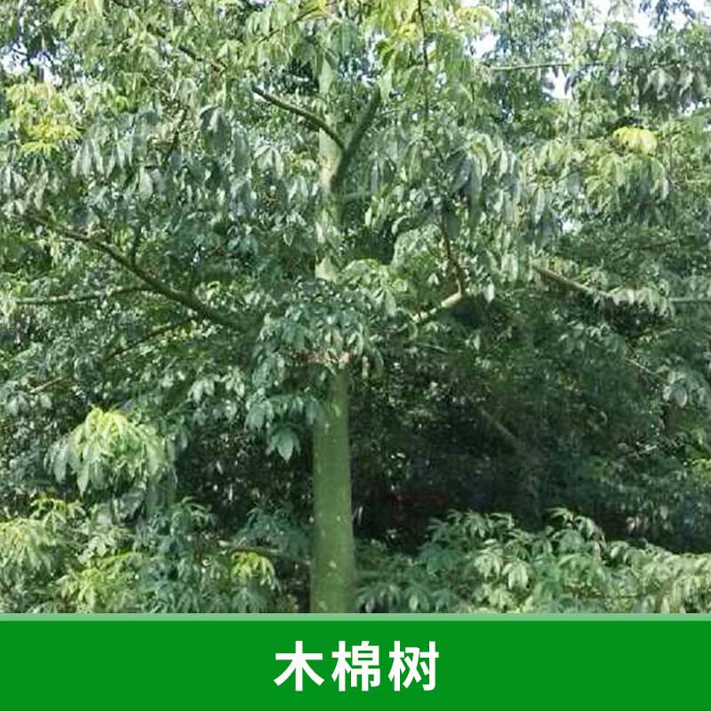 廣東 木棉樹 急售木棉樹樹苗 木棉樹樹苗批發(fā) 木棉樹苗圃 木棉樹