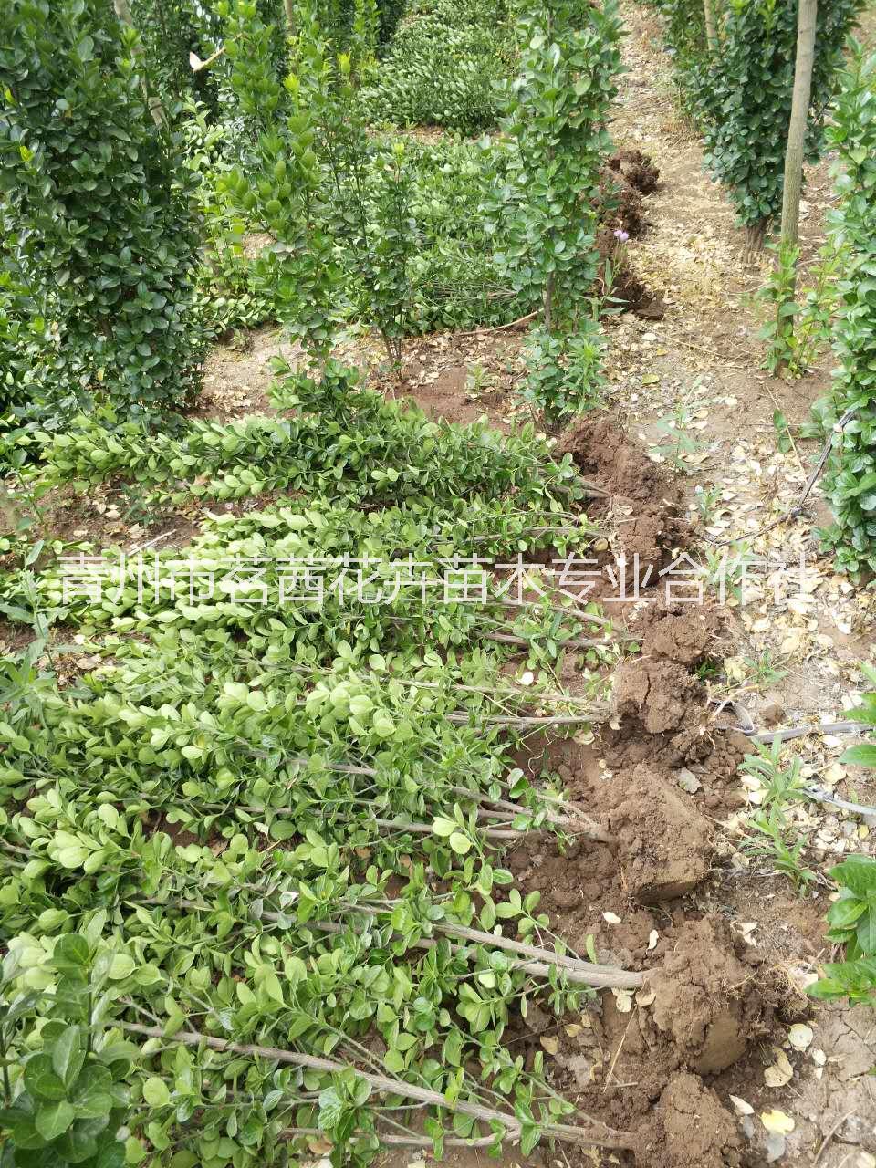 山東道路綠化苗木種植基地地被灌木種植基地一手供應(yīng)