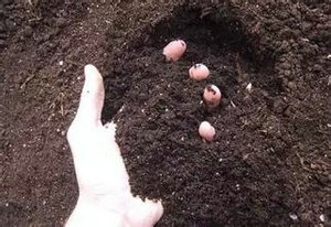 動(dòng)物糞便污染哪里微生物處理效果好