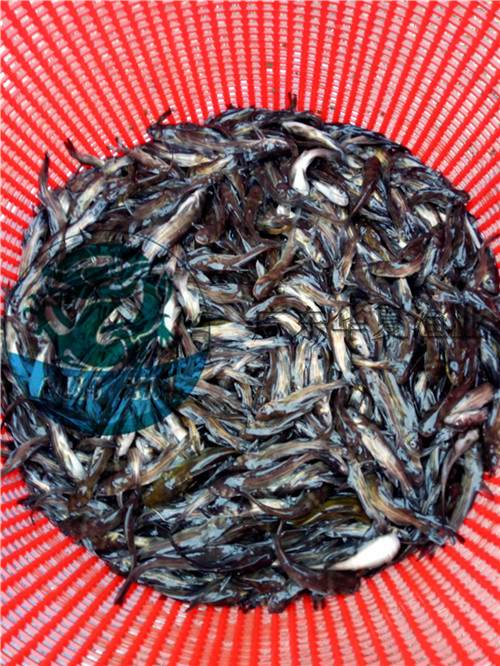 江西全雄性黃顙魚苗批發(fā)黃辣丁魚苗規(guī)格整齊質(zhì)量可靠雜交瓦氏雜交黃骨