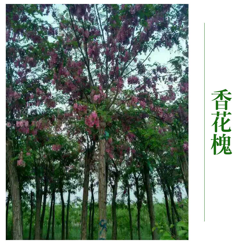 北京香花槐批發(fā) 香花槐苗 *綠化工程 香花槐廠家優(yōu)惠價直銷