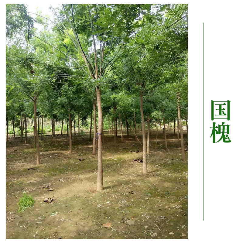 博野縣京興苗木花卉*國槐 國槐樹國槐苗木批發(fā) 綠化工程