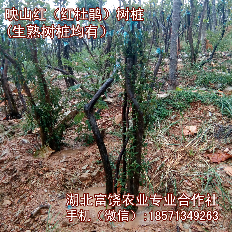 湖北映山紅樹樁滿山紅樹苗*紅*樹樁生樁熟樁基地直銷