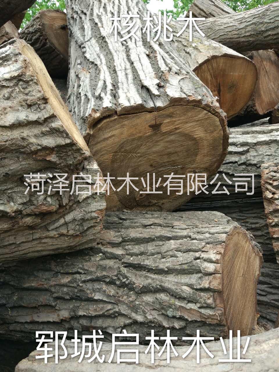 大量供應用于工藝品/雕刻/制作家具等的核桃木/優(yōu)質(zhì)大徑核桃原木批發(fā)