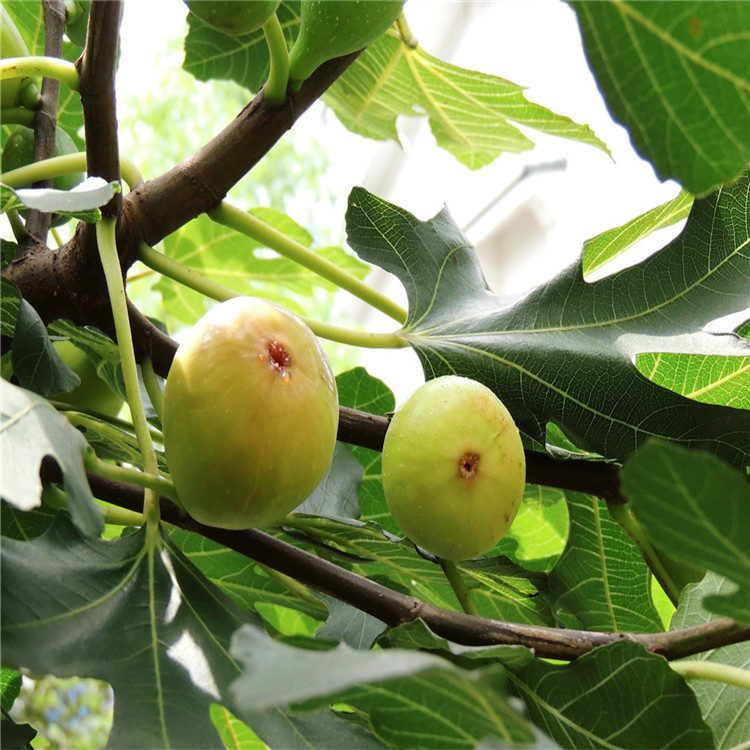 山東無(wú)花果苗批發(fā)基地 波姬紅無(wú)花果苗 哪里有無(wú)花果苗