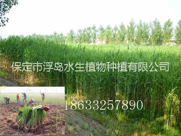 供應(yīng)蘆葦苗適合人工濕地用蘆葦苗專業(yè)種植蘆葦成活率高18633257890