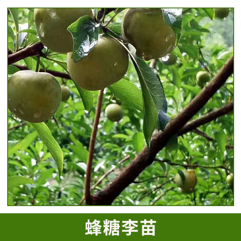哪里有蜂糖李苗 肉質(zhì)細清脆爽口 蜂糖李 形狀飽滿蜂糖李樹
