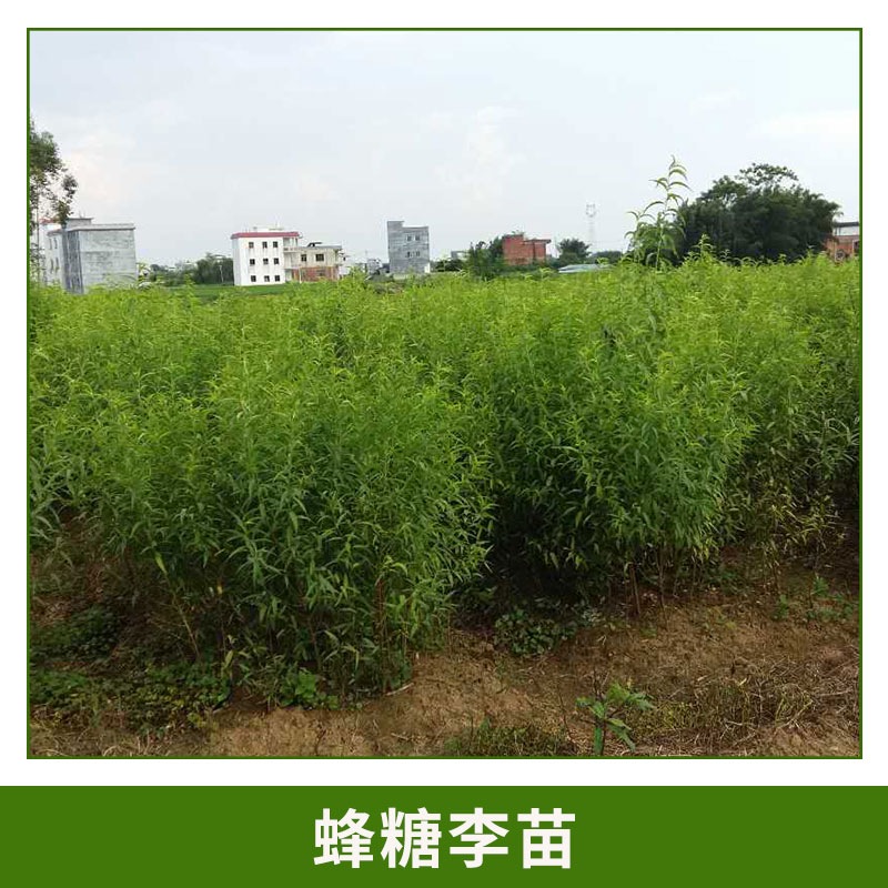 蜂糖李苗 蜂糖李 形狀飽滿蜂糖李樹 蜂糖李果子 肉質(zhì)細清脆爽口