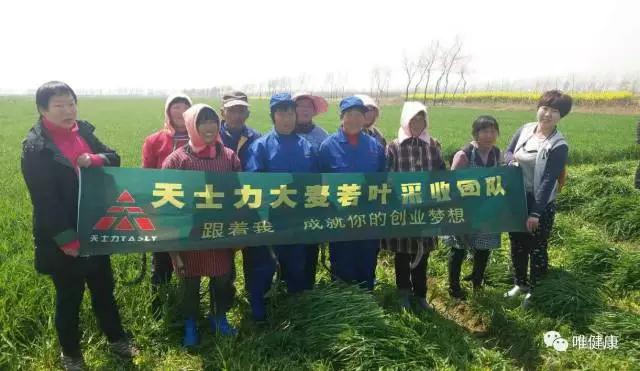 天士力大麥若葉藍(lán)莓粉，大麥若葉有什么口味的，大麥若葉清汁批發(fā)
