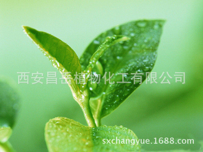 供應(yīng)綠茶提取物多酚 西安昌岳現(xiàn)貨供應(yīng)優(yōu)質(zhì)綠茶提取物