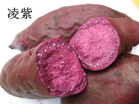 山東紫薯深加工廠大量收購紫薯