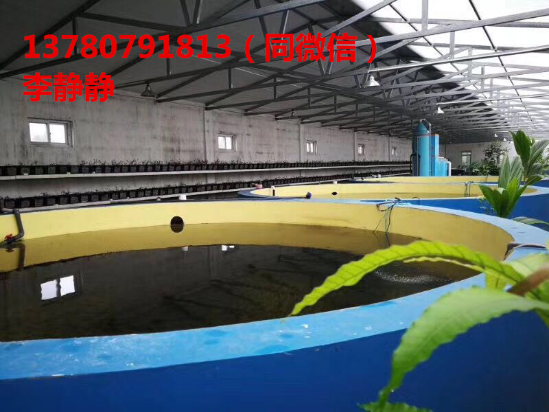 供 石斑魚 工業(yè)化養(yǎng)殖 工廠化養(yǎng)殖 海容模塊養(yǎng)殖 海容模塊廠家直銷