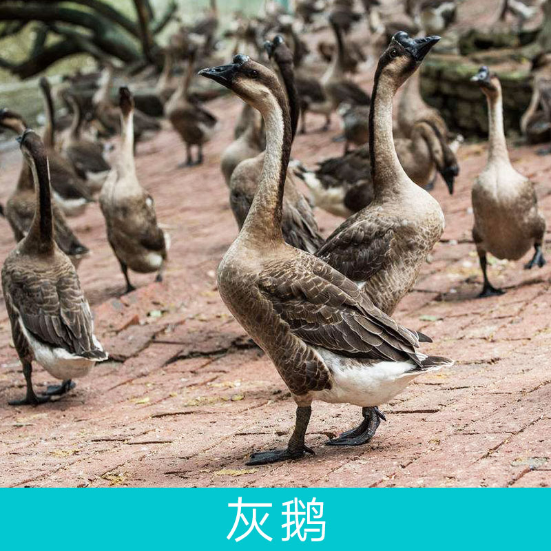 廠家*批發(fā)灰鵝雛鵝成活率*優(yōu)良免費(fèi)提供養(yǎng)殖技術(shù)資料書