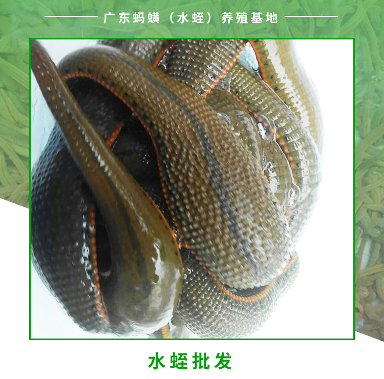 日本醫(yī)蛭養(yǎng)殖技術(shù)轉(zhuǎn)讓培育基地，廣東日本醫(yī)蛭批發(fā)價(jià)格