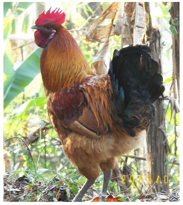 供應(yīng)麻羽綠殼蛋雞苗數(shù)量多價格從優(yōu)包運(yùn)包路損包成活率