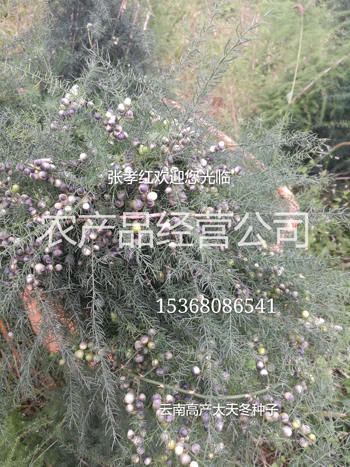云南大天冬種子